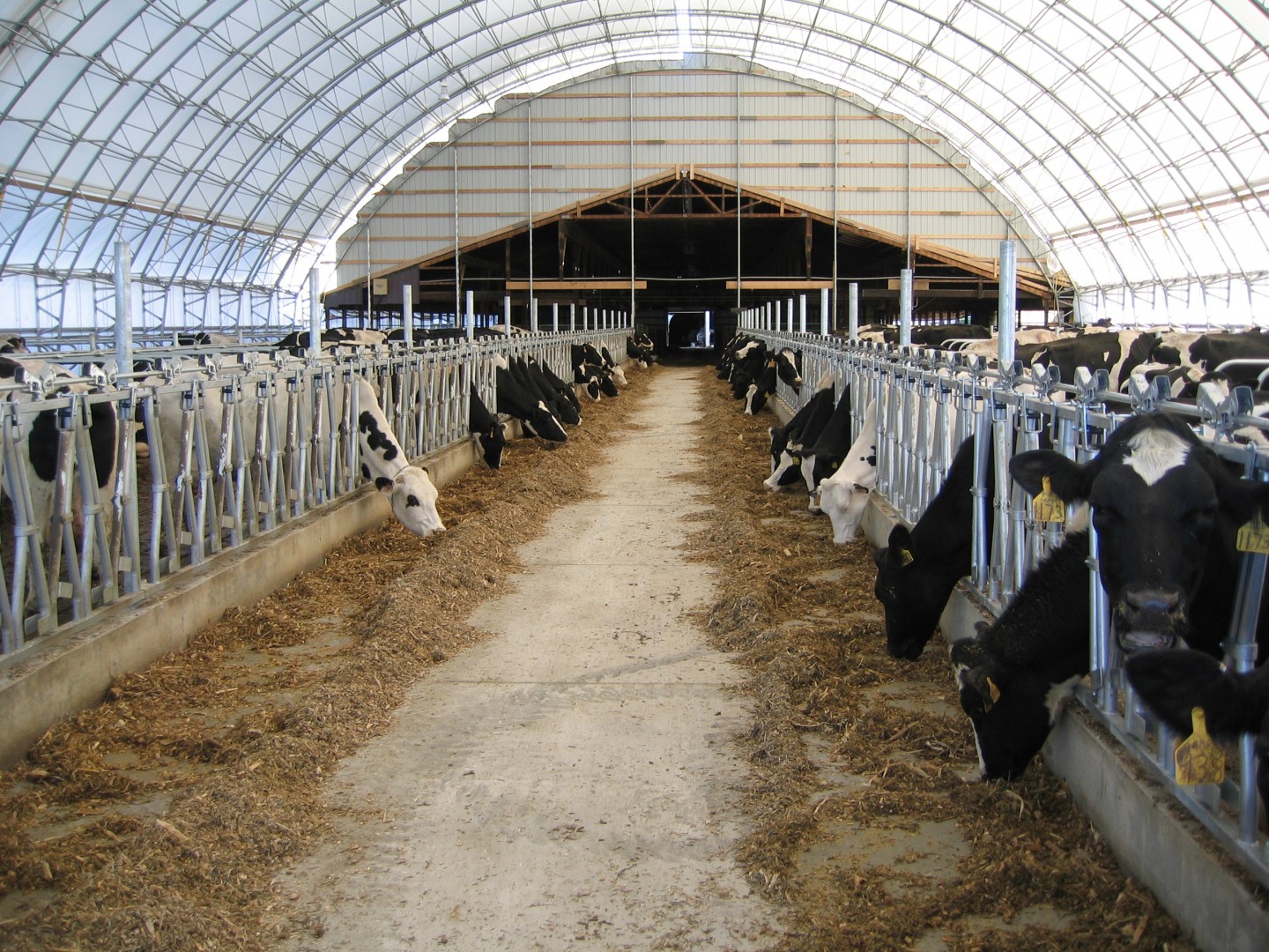 Winkler Cow 004